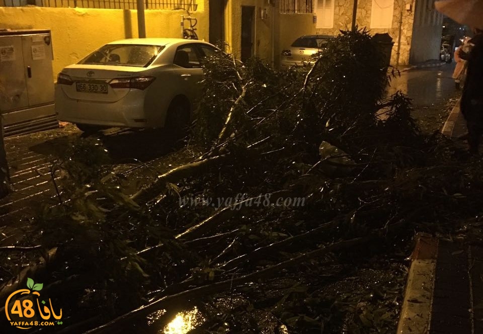 treej hsadua (4).jpg